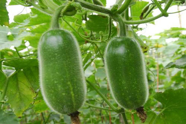東莞蔬菜配送專家分享毛瓜的營養價值